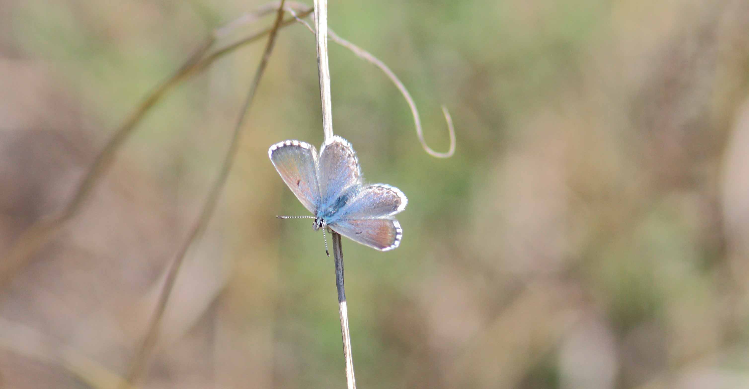 Miniature